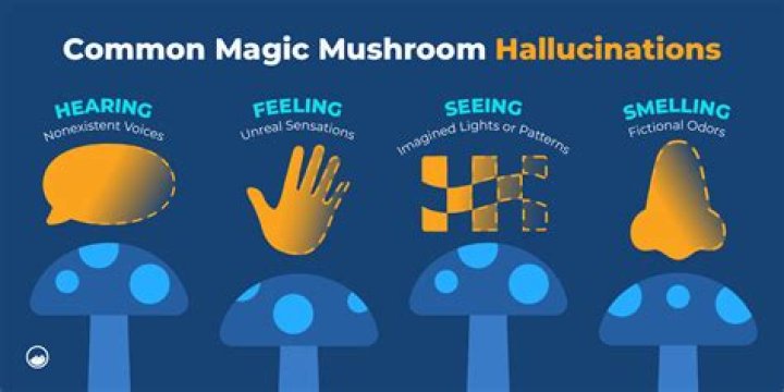 How Taking Magic Mushrooms Led To A Billion Dollar Fortune
