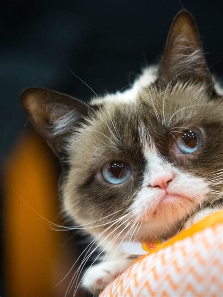 RIP "Grumpy Cat" :( You Wont Believe How Much Money This Feline Internet Celeb Generated During Her Life